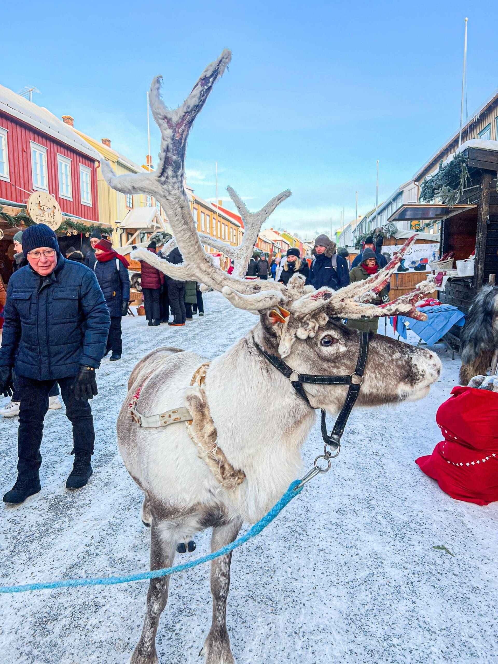 Reinsdyret Lopme. Foto: Øyeblikket foto