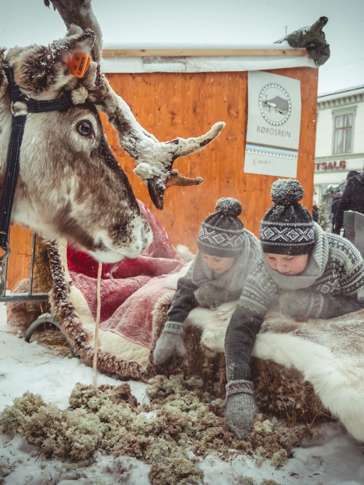 Møt reinsdyr på Røros. Foto: Erik Bye