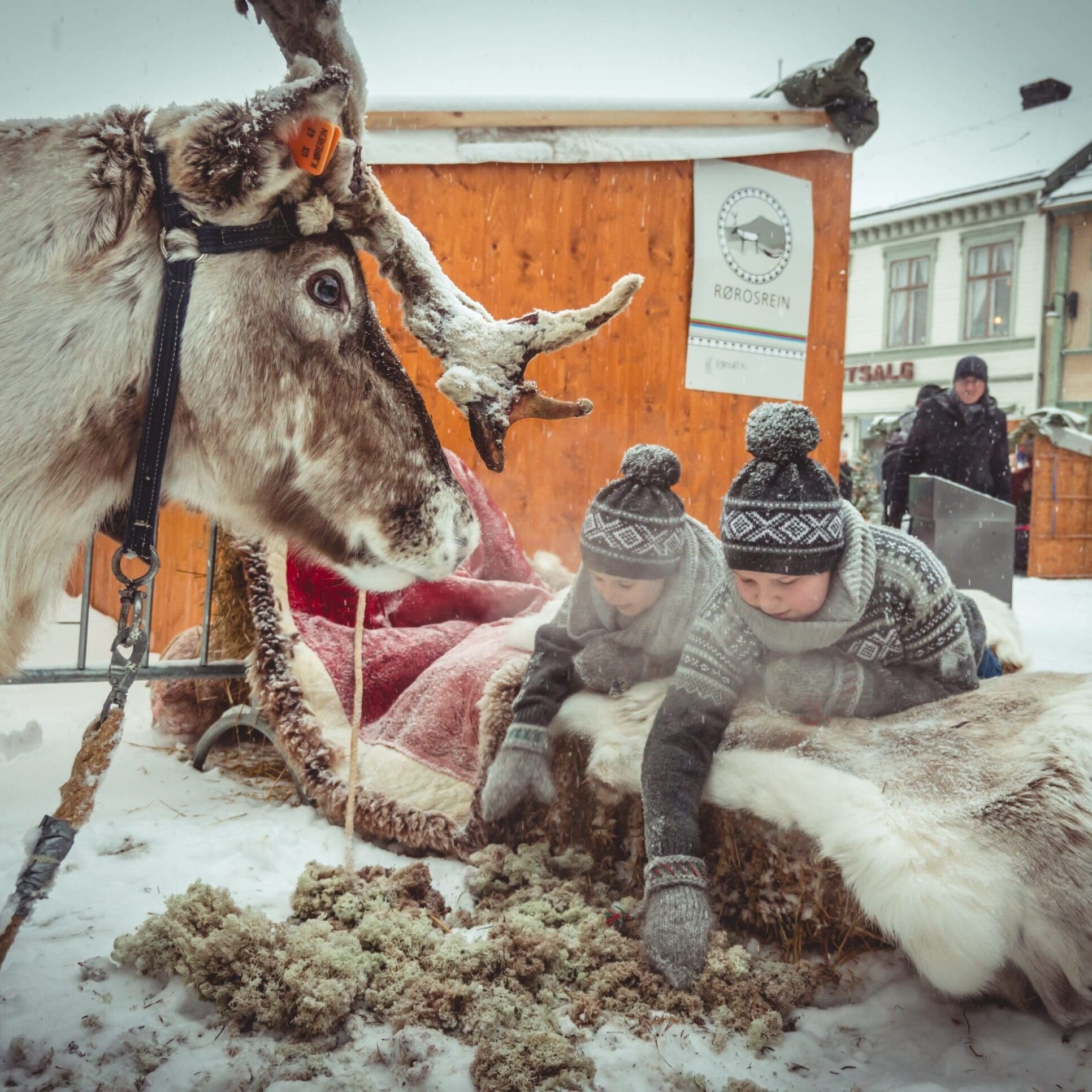 Møt reinsdyr på Røros. Foto: Erik Bye