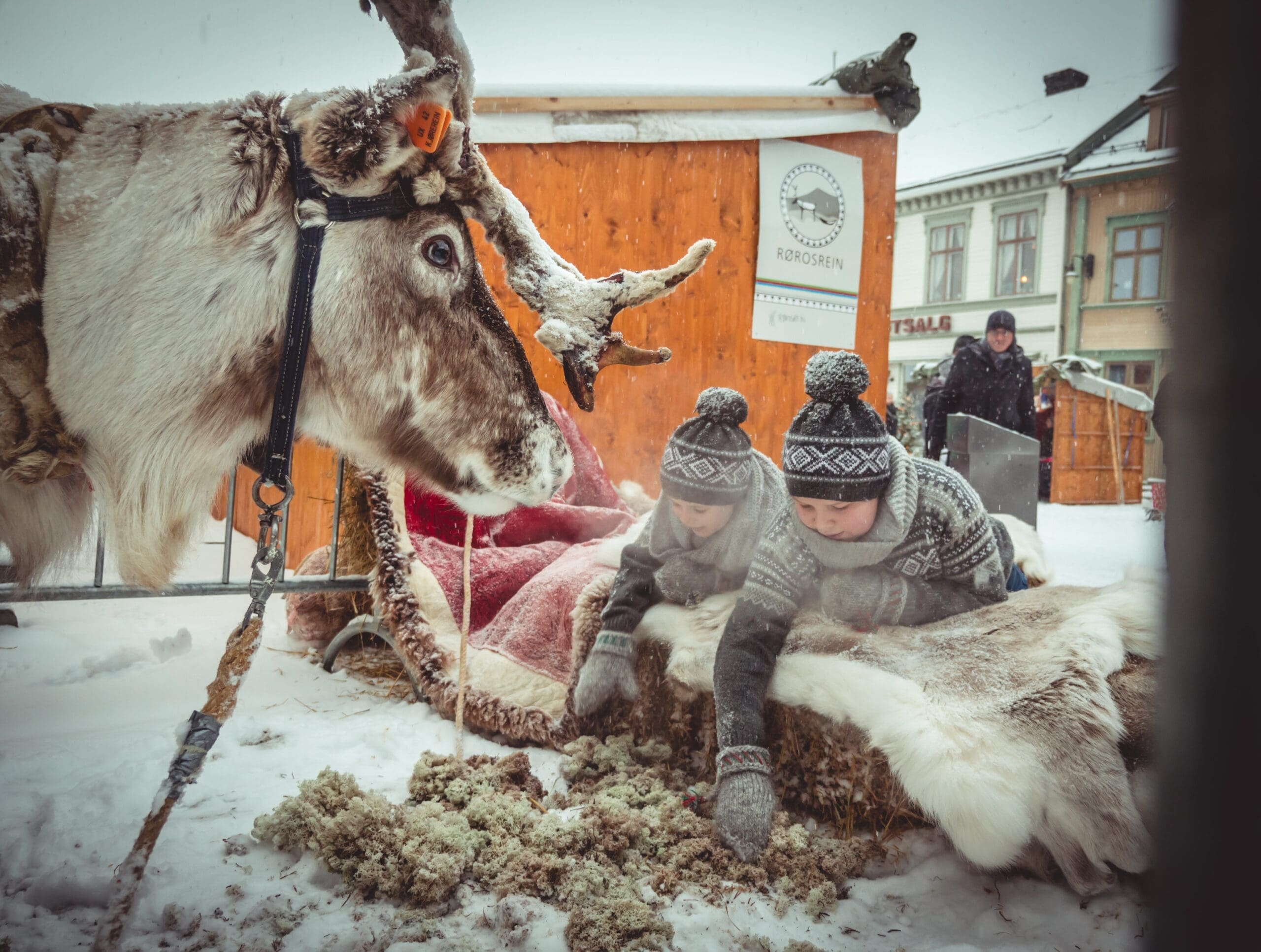 Møt reinsdyr på Røros. Foto: Erik Bye